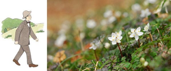牧野富太郎が愛した花バイカオウレンが鑑賞できる 六甲高山植物園 冬季特別開園のサブ画像1