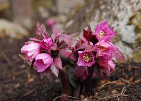 牧野富太郎が愛した花バイカオウレンが鑑賞できる 六甲高山植物園 冬季特別開園のサブ画像5