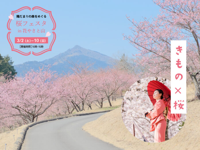 【いばらきフラワーパーク】「桜フェスタ in 花やさと山」開催！着物でめぐる250本の河津桜。マルシェやお花見森カフェ、さくら撮影会などのメイン画像