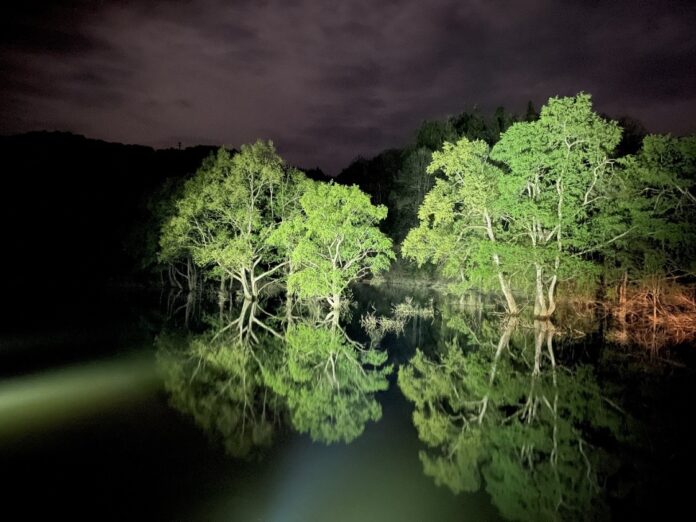 白川湖の水没林ライトアップ開催～水没林を照らす光と漆黒の闇が生み出す異空間アート～のメイン画像