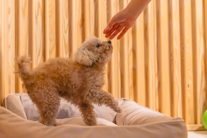 【兵庫グランピング】愛犬との特別な旅行は、一日一組限定の特別なグランピングテントに泊まろう！のメイン画像