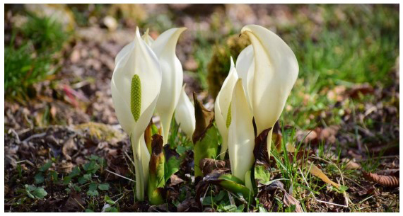 六甲高山植物園～春を告げる純白の花～ 「ミズバショウ」の群落が見頃です！のサブ画像1