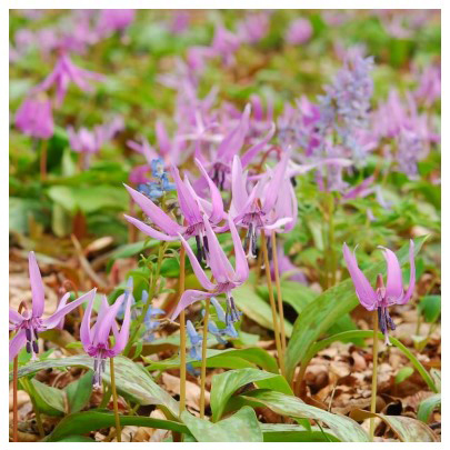 六甲高山植物園～春を告げる純白の花～ 「ミズバショウ」の群落が見頃です！のサブ画像2