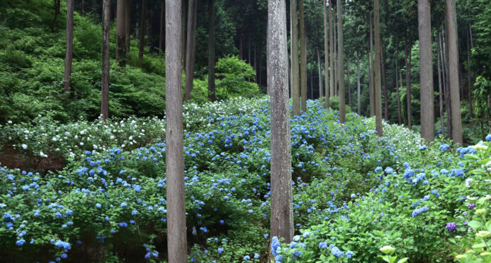 《南沢あじさい山》 東京都内屈指のアジサイの名所が、更に持続可能な観光名所としてリニューアルのメイン画像
