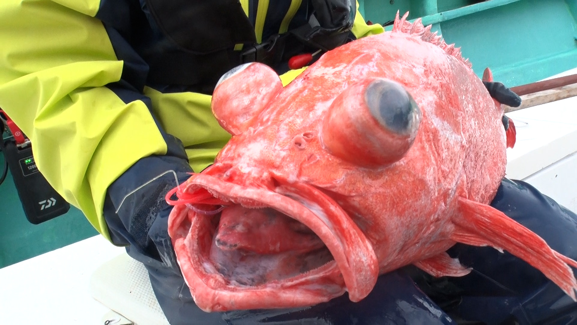 【THEフィッシング】狙うは水深1000m!深海に潜む高級魚ベニアコウのサブ画像2_©テレビ大阪