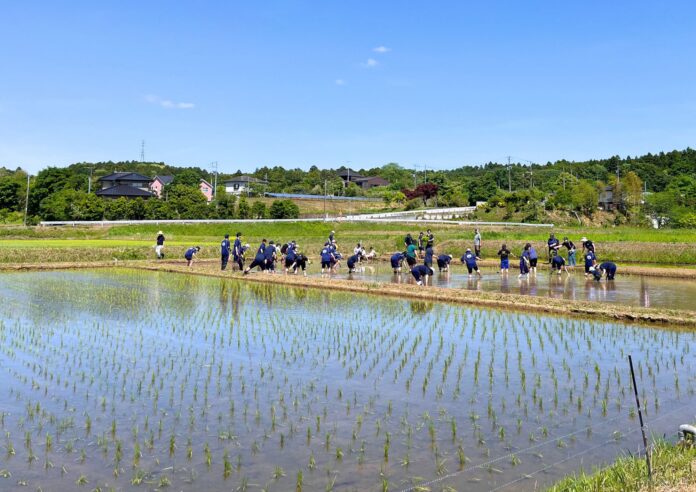 ぞうさんのうんちの堆肥を使用した田んぼで田植え体験！循環型社会の実現に貢献するSDGsイベントを開催のメイン画像