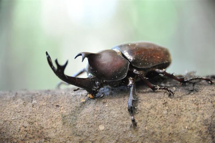 【JAF兵庫】しい茸園有馬富士（三田市）でカブトムシ採り・しいたけ狩り・バーベキューを楽しむイベントを開催のメイン画像