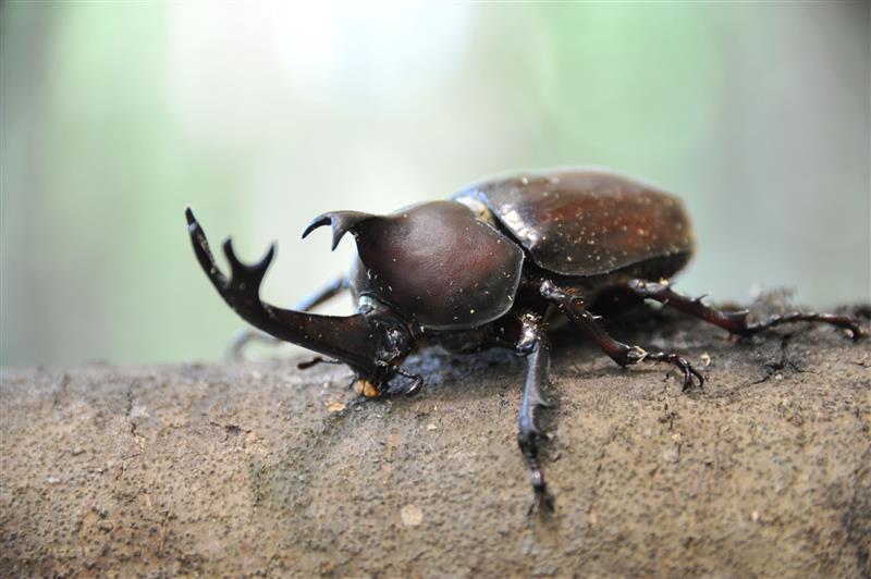 【JAF兵庫】しい茸園有馬富士（三田市）でカブトムシ採り・しいたけ狩り・バーベキューを楽しむイベントを開催のサブ画像2