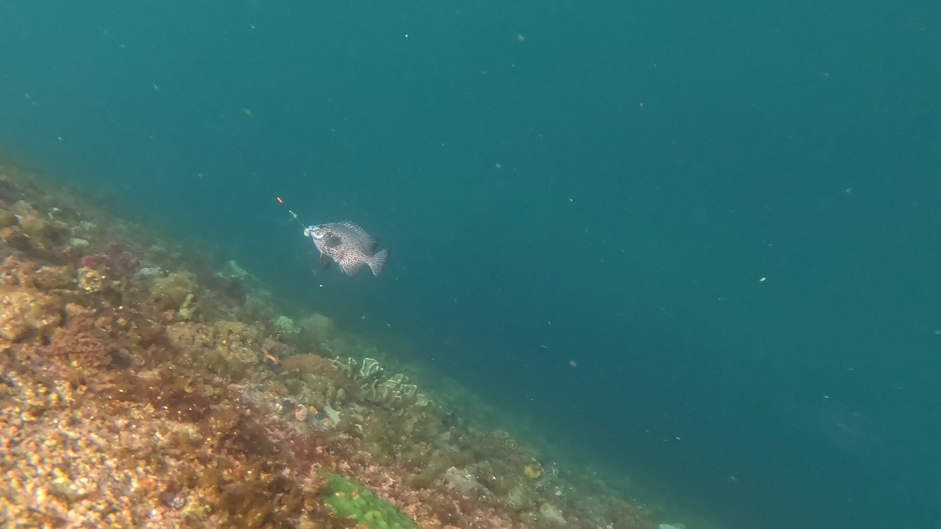 【THEフィッシング】波止からイシダイ！？人気急上昇！かぶせ釣り in 五島列島／6月8日放送のサブ画像10_©テレビ大阪