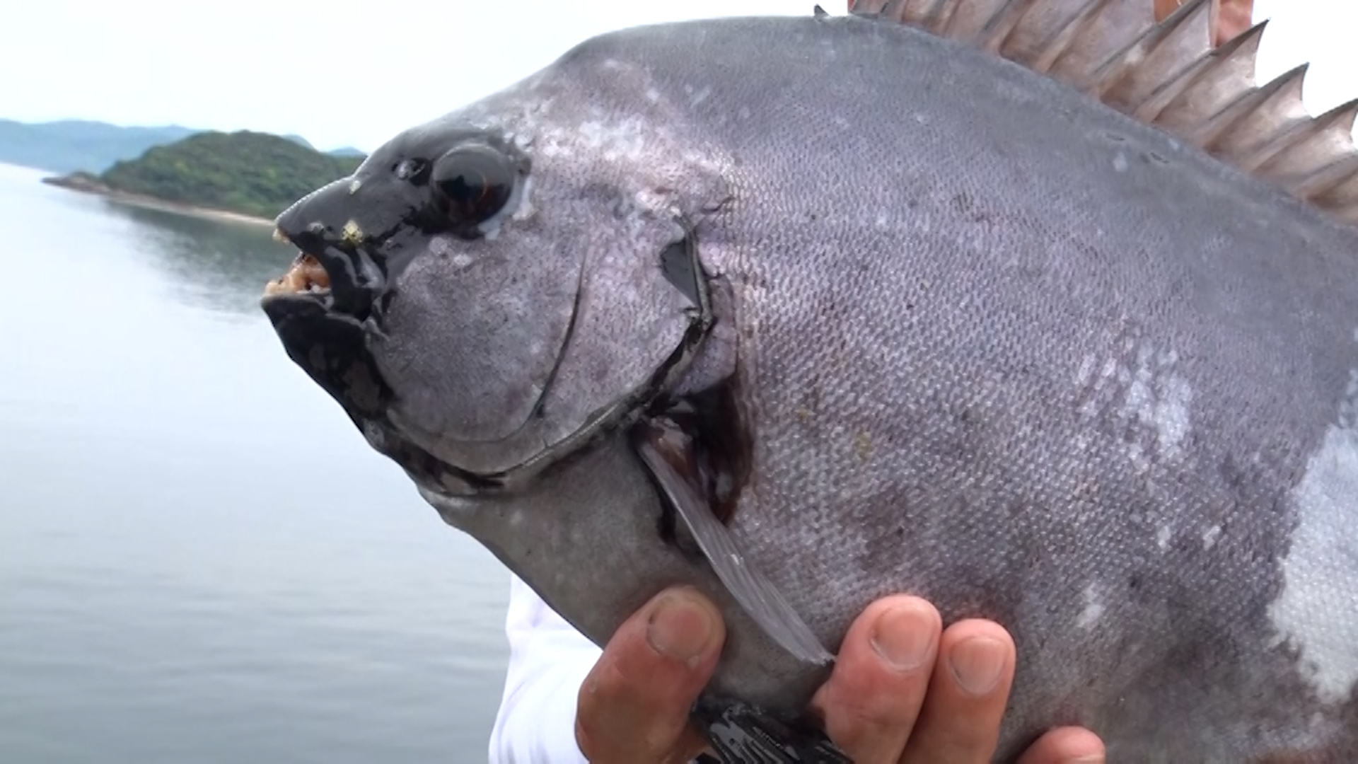 【THEフィッシング】波止からイシダイ！？人気急上昇！かぶせ釣り in 五島列島／6月8日放送のサブ画像2_©テレビ大阪