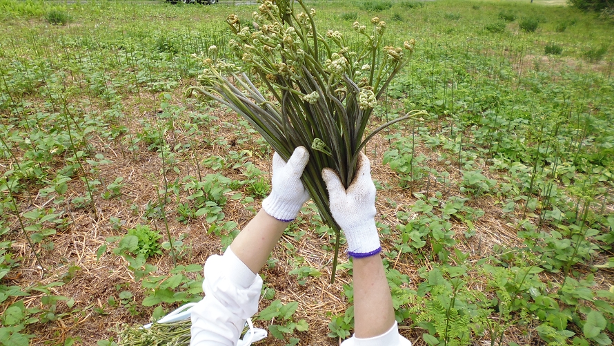 【六日町 八海山スキー場】 早朝から雲海や、早朝登山を楽しめる 「八海山ロープウェー」早朝臨時運行 【運行期間】2024年11月10日（日）までのサブ画像3