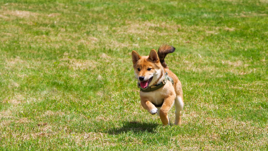 【嬬恋プリンスホテル】標高1,100ｍの高原の風を感じて！いよいよシーズン本番！！ゴルフ場のプロが手掛ける天然芝のドッグランのサブ画像1