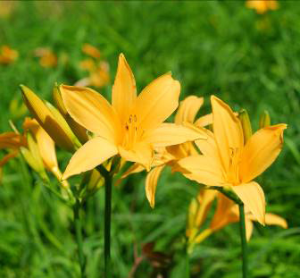 六甲高山植物園 明るい夏色の花！ 約1,000株の「ニッコウキスゲ」が見頃ですのサブ画像2