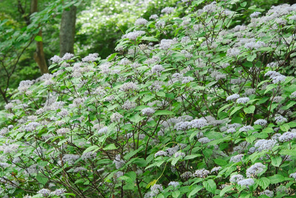 六甲高山植物園 梅雨を彩る優しい香り 六甲山自生 コアジサイの花が見頃ですのサブ画像1
