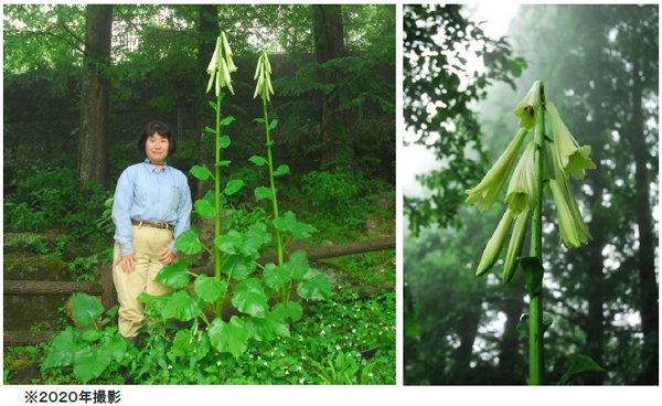 六甲高山植物園 まもなく開花！ 巨大な ヒマラヤウバユリのサブ画像1