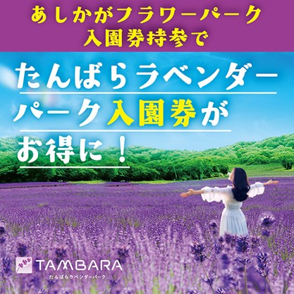 標高 1,300 mに咲き誇る 5 万株のラベンダーたんばらラベンダーパーク　7 月 6 日より営業開始！のサブ画像7