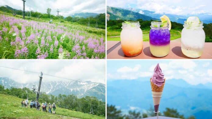 白馬五竜の夏休み！山頂でペルセウス座流星群を眺める「ナイトゴンドラ」や、テントで深夜の山頂に滞在できる宿泊イベントの開催が決定のメイン画像