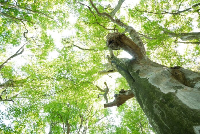 循環葬®︎RETURN TO NATUREが9/7（土）立入禁止区域を開放　「氷河期から続くブナ林 TRAIL」を開催のメイン画像