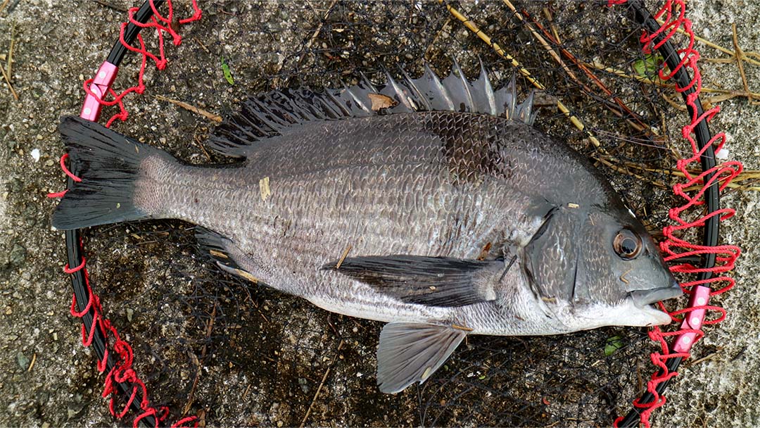 大阪湾で開催のチヌ（クロダイ）釣り大会に名手・大田徹が参加！悪条件の中でも釣り上げる㊙テクニックを紹介！のサブ画像3