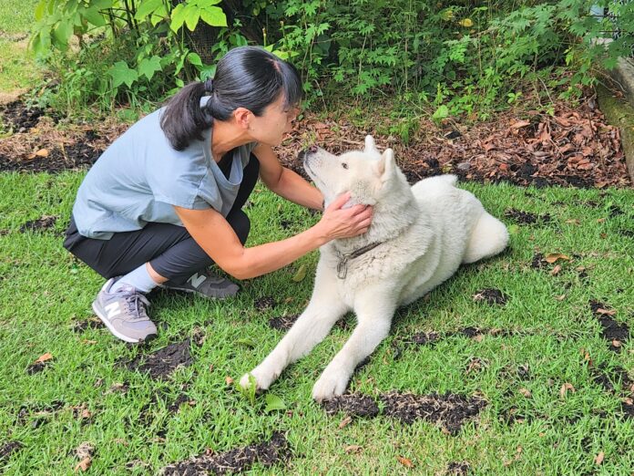 【鬼押出し園】広大な浅間山の裾野に広がる全面芝のドッグランのメイン画像