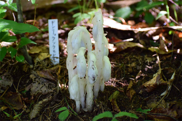 六甲高山植物園 神出鬼没？！ギンリョウソウモドキが開花しました！のサブ画像1