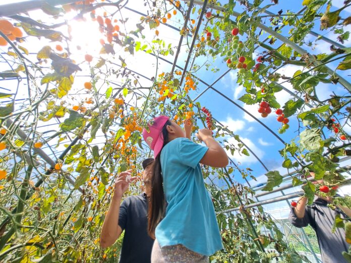 蓼科エリアの 8 月平均気温は 25.7℃以下 東急リゾートタウン蓼科「夏の限定イベント」開催のメイン画像