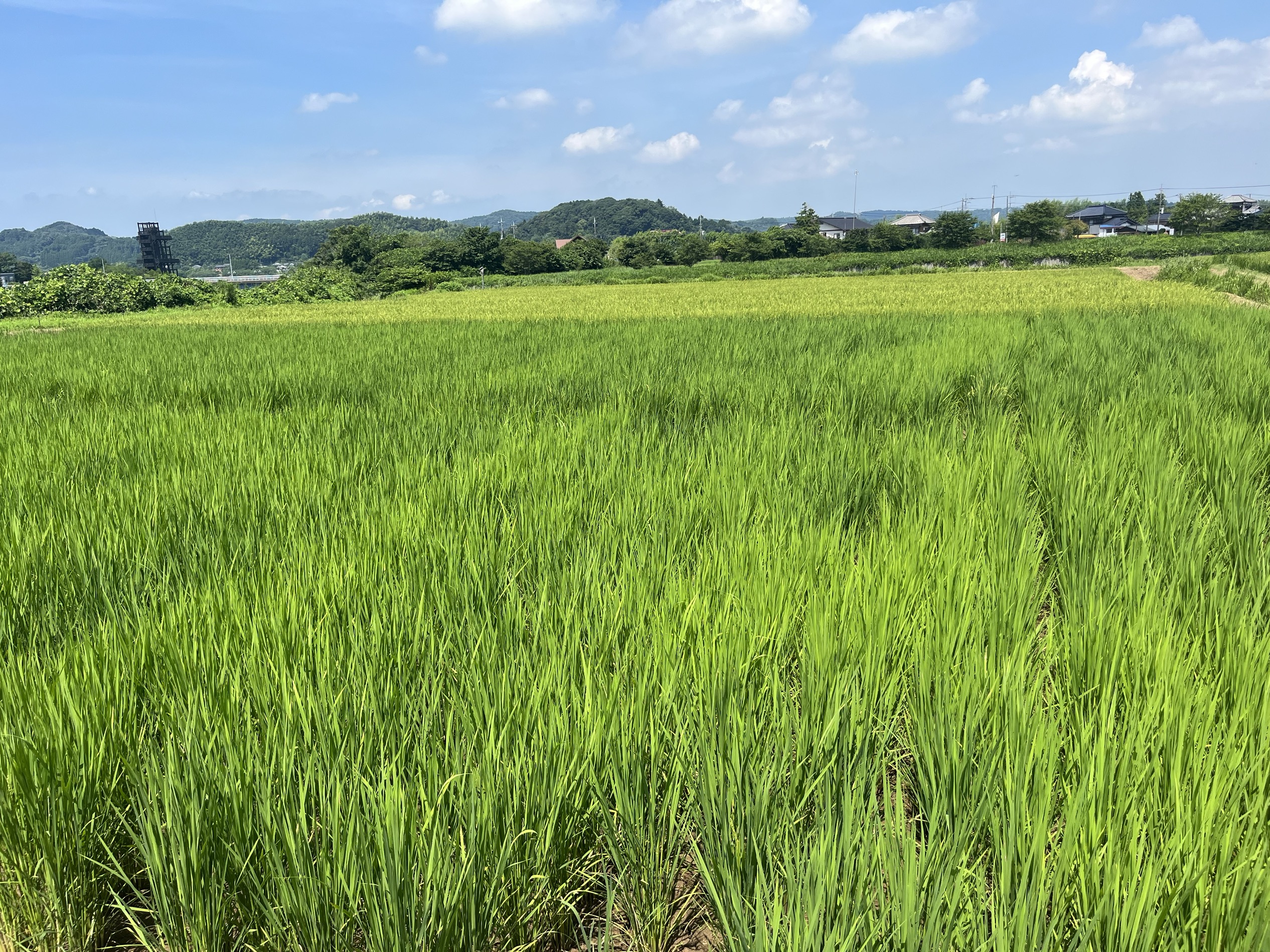 ぞうさんのうんちの堆肥を使⽤した⽥んぼで稲刈り体験！循環型社会の実現に貢献するSDGsイベント第二弾の予約受付が本日スタート！のサブ画像3