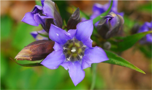 日本の里山の秋を彩る 鮮やかな瑠璃色の花 「リンドウ」が見頃ですのサブ画像1