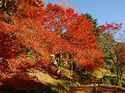 ROKKO森の音ミュージアム、六甲高山植物園 六甲山の紅葉が見頃です 見頃のピークは10月下旬～11月上旬のサブ画像5