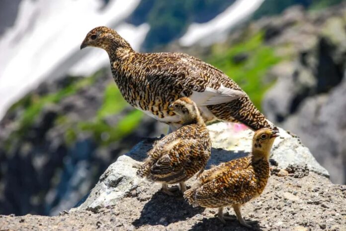 国指定北アルプス鳥獣保護区が拡張　絶滅危惧「ライチョウ」目撃情報受けのメイン画像