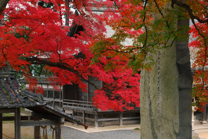 秋の丹波篠山　もみじ三山巡りで紅葉狩りをしませんか？のメイン画像