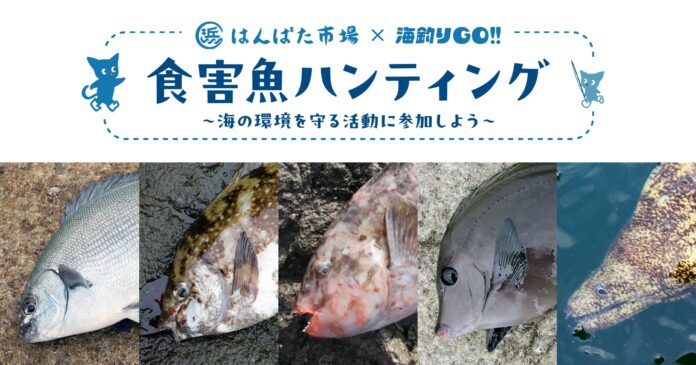 釣った食害魚を食べよう＆地域通貨に交換！海釣りGO 仁科漁港新企画「食害魚ハンティング」のメイン画像