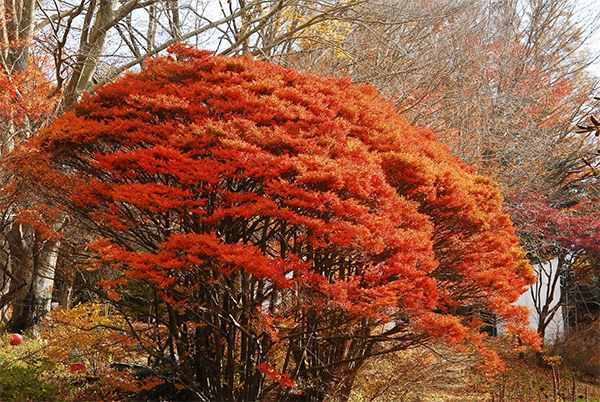 六甲高山植物園 樹齢約100年の大木！ ドウダンツツジの紅葉が見頃 夜間イベント「ひかりの森～夜の芸術散歩～」も開催中のサブ画像1