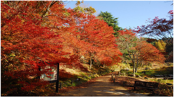 六甲高山植物園 紅葉見頃のため12月1日（日）まで 延長営業決定 夜間イベント「ひかりの森～夜の芸術散歩～」も追加開催決定のサブ画像1