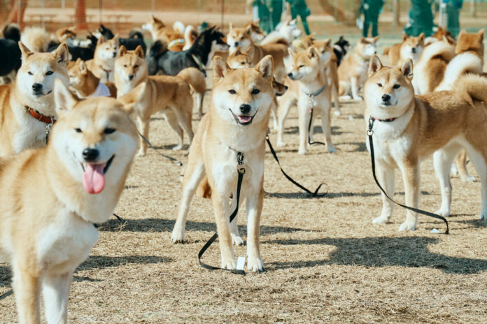 【埼玉】柴犬・ペキニーズの愛犬家向けイベント開催決定！ご家族と愛犬で一緒に楽しめる多彩な参加型プログラムが盛りだくさん！のメイン画像