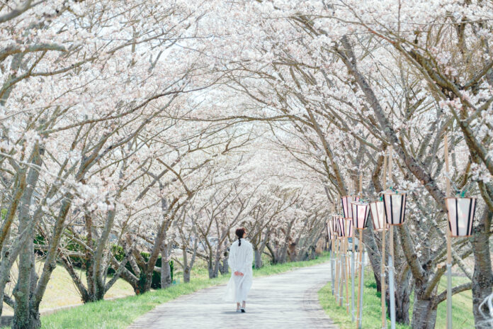 市木「桜」の守り人に　丹波篠山市　ささやま桜協会のメイン画像