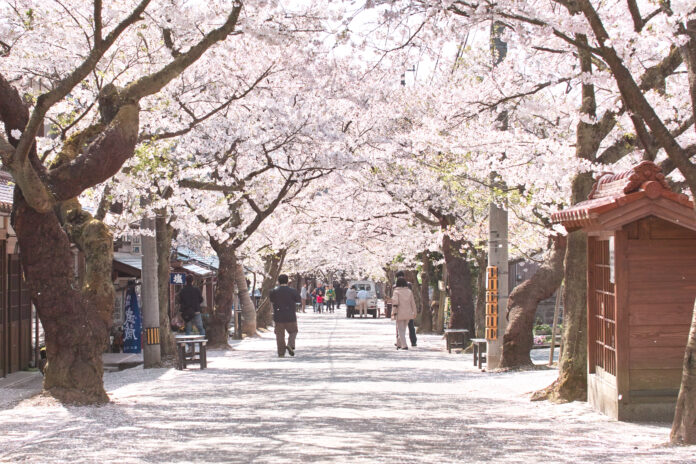 全国的にも珍しい宿場町の桜並木「がいせん桜」や、春の妖精「カタクリ」が咲き誇る群生地にご案内　休暇村蒜山高原の「春の花々紀行」が始まります　夕食では蒜山ジャージー牛のステーキが食べ放題！のメイン画像