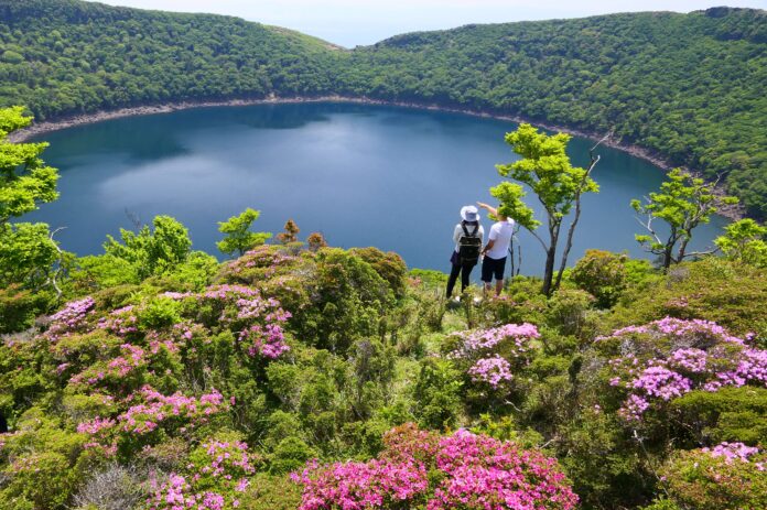 【霧島市】霧島山の「ミヤマキリシマ」が見頃を迎えます！のメイン画像
