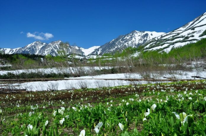 長野県HAKUBAVALLEY 「つがいけマウンテンリゾート」北アルプスの絶景と高層湿原が織りなす天空の「栂池自然園」へ！のメイン画像