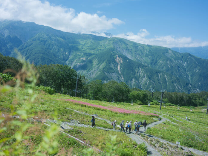 白馬五竜、6月21日からグリーンシーズン営業開始。開園25周年を迎える高山植物園では鮮やかに咲き誇る花々が見頃にのメイン画像