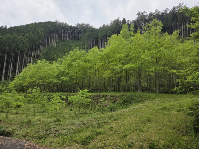 森を大切に育ててきた人の想いが形になった、優しさに包まれた森林レンタルエリアが山口県周南市に誕生！この森を、同じように大切に思ってくれるあなたに。のメイン画像