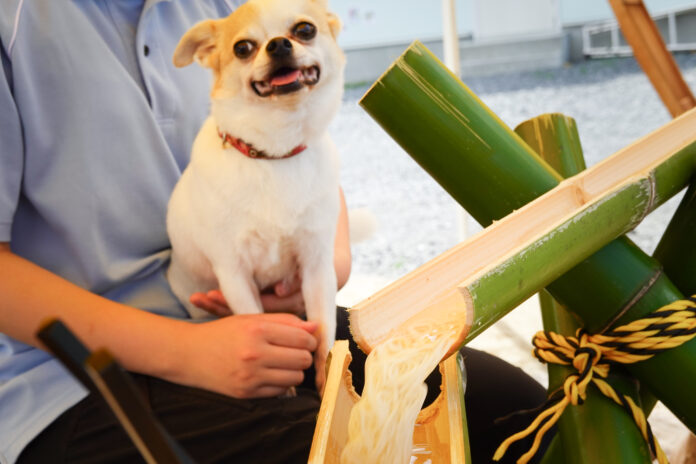 愛犬と一緒に楽しめる、“流しそうめん”企画を開催中！「Ell’s Park 長瀞（エルズパークながとろ）」にて。のメイン画像