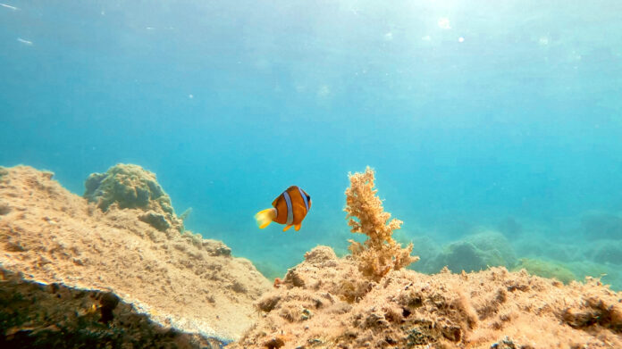 【足摺宇和海国立公園で夏を満喫！】キャンプ場併設の海岸でシュノーケル＆生き物観察イベント開催｜7月12日＠大月エコロジーキャンプ場（高知県）のメイン画像