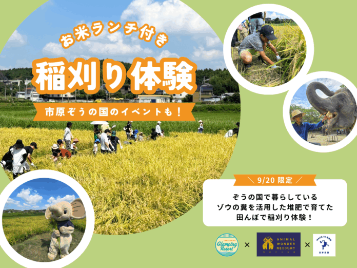ぞうさんの堆肥で育てたお米の稲刈り体験！開催決定！市原ぞうの国 × 星野農園 × 高滝湖グランピングリゾートのメイン画像