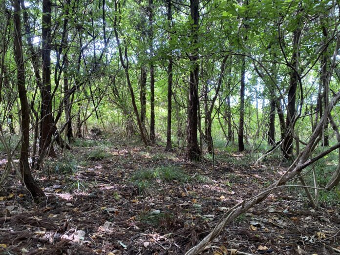 森林レンタルサービス『フォレンタ』、千葉県館山市に新エリア『SOUTH ONE FOREST館山』をオープン！広い空も夜空の星も、海の景色さえも自分の森の一部にできる。のメイン画像