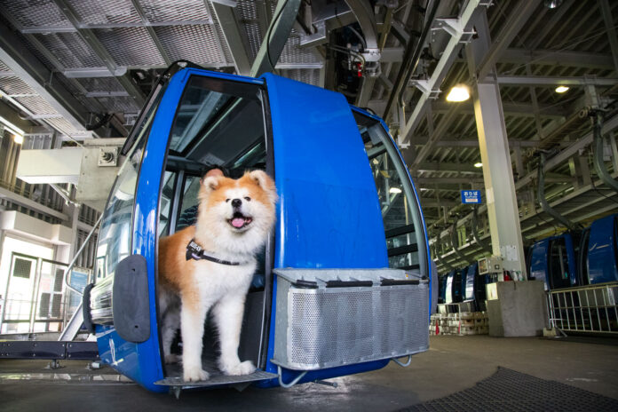 【苗場スキー場】大型犬もOK!日本最長を誇る秋の苗場ドラゴンドラで「ペットと行く貸し切り乗車プラン」を販売【期間】2025年10月11日(土)～11月9日(日)のメイン画像